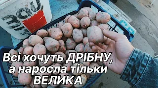 ЗМІНИЛИ ТАКТИКУ І ОДРАЗУ ПІШЛО/Продаж молодої картоплі на МІСЦЕВОМУ БАЗАРІ!