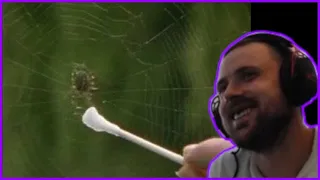 Forsen Reacts To Spiders On Drugs