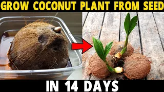 How to Grow Coconut Tree from Seed | Grow Coconut Plant at Home in 14 Days
