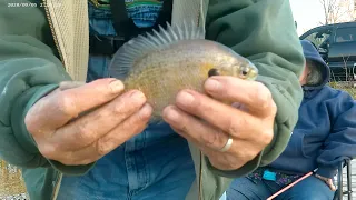 Catching bluegill at the pond