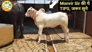 👍TIPS by Monvir Sir -to save you from Dishonest Buffalo Traders.(9812930814).👍