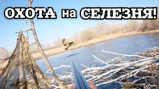 Только поманил...и он тут как тут! Охота на селезня! #весенняяохота  #охотасподсадной