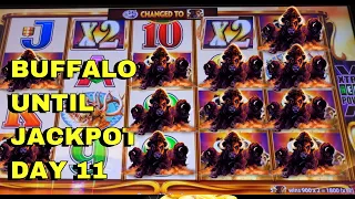 BEST BUFFLO BONUS YET | Buffalo until Jackpot DAY 11