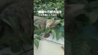 爆睡中の野良猫をたたき起こしてみた！