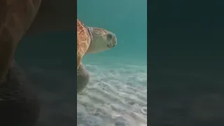 Seaside, Florida Sea Turtle #seaside #turtle #snorkeling