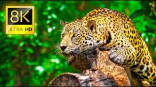 Ultimate Wild Animals Collection in 8K ULTRA HD / 8K TV | 8K African Wildlife | 8K wild life Full HD