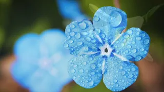 Meditation Music - Blue Flower 5
