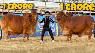 COW MANDI LAG GAI 😳 1 CRORE KY JANWAR 😱 |  BAKRA EID SPECIAL | SYED FAHAD