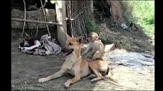 Dog takes baby monkey under its wing in rare show of motherly love