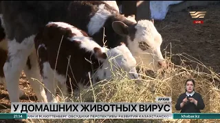 Инфекционное заболевание скота выявлено в четырёх селах Атырауской области