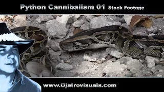 Python Cannibalism 01 Stock Footage