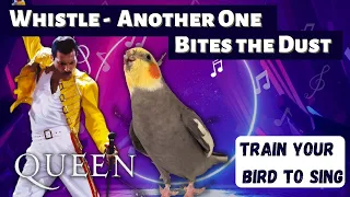 Whistle - Another One Bites the Dust - Training Video for Cockatiels and Birds