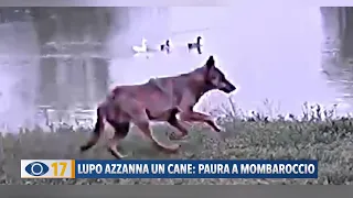 Lupo azzanna un cane: paura a Mombaroccio