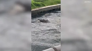 Horrific moment crocodile brutally snaps up and kills dog at popular Mexican lagoon l Daily Mail