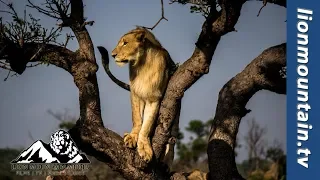 Lion gets TRAPPED in tree by ANGRY Buffalo herd.