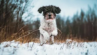 Which Lens Makes The Most Epic Dog Photos On The R6!? RF 50mm 1.8, RF 28-70mm F2 or RF 24-105mm F4