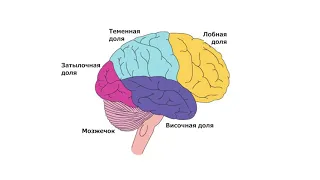 Джордан Питерсон | КАК РАБОТАЮТ МОЗГ И СОЗНАНИЕ? ДЖОРДАН ПИТЕРСОН