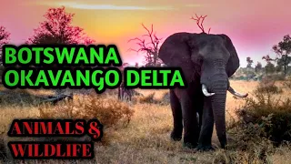 Botswana & Okavango Delta 4K - Scenic Wildlife Film With Music relaxation