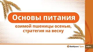 Озимые PRO. Основы питания озимой пшеницы осенью, стратегия на весну