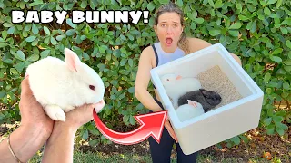 BABY BUNNIES REJECTED BY MOTHER! WE SAVED THEM!