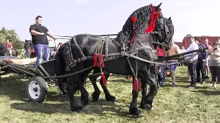 Cei Mai Frumosi Cai Frizieni, Cai Care Dansează