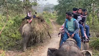 Elephant safari at Sauraha Chitwan, Nepal