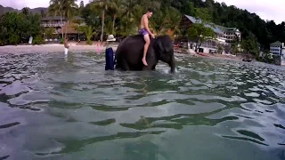 Купание слонов и купание со слонами/ Swimming with elephants