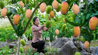 掛在樹上的小胖子，金黃色的身體香味迷人，我卻不能吃它【芒果】Country girl, using mangoes to create a variety of Chinese food|野小妹 美食