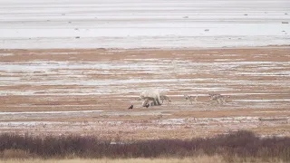 Pack of Wolves Try Taking on a Polar Bear || ViralHog