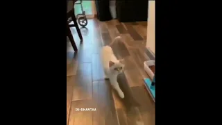 cat pretends to be injured