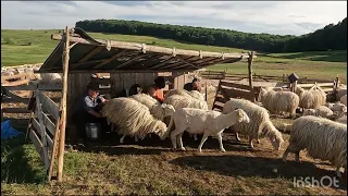 Mulsul oilor la Stâna DL Toader din Corvinesti .B-N .Didi-Gicu-Petre-Relu .Cea mai frumoasă echipă