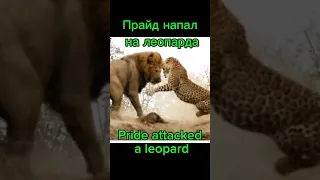 атака прайда. Pride Attack #extreme #animals