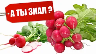 А ТЫ ЗНАЛ чем полезен редис?