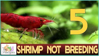 Top 5 Reasons Your Shrimp are Not Breeding