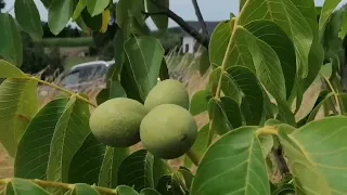 ОРЕХОВЫЙ САД.ПОСАДКА ДЕРЕВЬЕВ, ЧАСТНЫЙ САД.