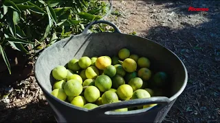 MANDARINAS VERDES ALCAMPO