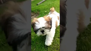 👿Baby🥰 Shih🐾 Tzu🐶#shorts #viral #youtubeshorts #baby #shihtzu #tiktok #video  #dog #song #bhoot