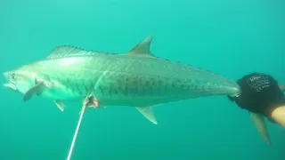 spearfishing israel/подводная охота на макрель