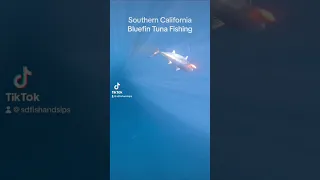Underwater Bluefin Tuna Fishing Nomad Madmacs #bluefintuna #fishing #southerncalifornia #shorts