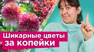 СТОЯТ КОПЕЙКИ, А ВЫГЛЯДЯТ НА МИЛЛИОН! Многолетники и кустарники, которые быстро преобразят ваш сад