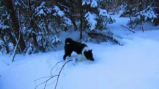 Реакция щенка лайки на хоря.Первый охотничий опыт!!!!!!