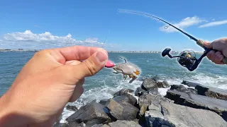 The Easiest Way to Catch Fish off the Jetty! (I lost count)