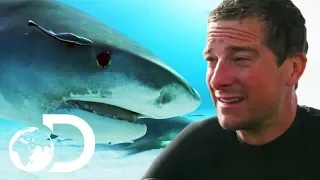 Bear Grylls VS Bull Sharks | SHARK WEEK 2018