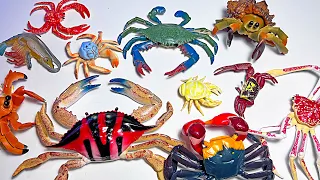 New Sea Animals - Spider Crab, Shrimp, Yeti Crab, Hairy Crab, King Crab, Hermit Crab, Fiddler Crab