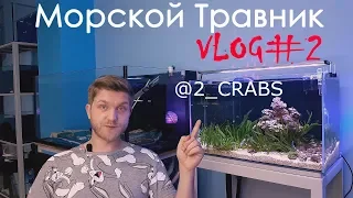 Морской травник.  VLOG#2.