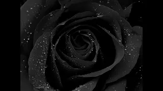 Blutengel - Black Roses - Lyrics