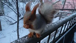 Дусенька и ветер#nature#squirrel#белка#animals#зима#2023