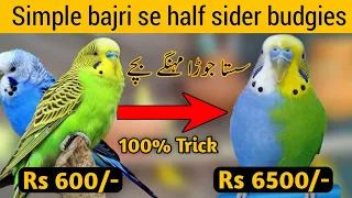 How to produce halfsider budgies parrots | Crossbreeding in budgies parrots | Australian parrots