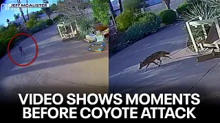 Camera captures moments leading up to coyote's attack on Scottsdale toddler