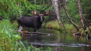 Karjalankarhukoira, kruunupää haukussa.